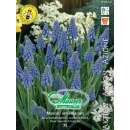 Traubenhyazinthe - Muscari armeniacum - 75 Zwiebeln