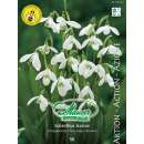 Schneeglöckchen - Galanthus ikariae - 50 Zwiebeln