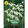 Schneeglöckchen - Galanthus ikariae - 50 Zwiebeln