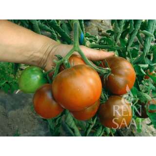 Tomate, Fleischtomate Lilac - Solanum Lycopersicum L. - Demeter biologische Samen