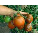 Tomate, Fleischtomate Lilac - Solanum Lycopersicum L. -...