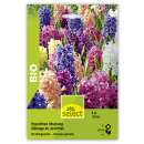 Hyazinthen Mischung - Hyacinthus orientalis - BIO - 3...