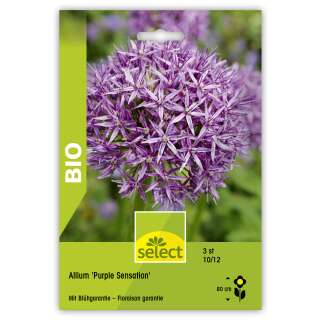 Zierlauch Purple Sensation - Allium aflatunense - BIO - 3 Zwiebeln