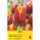 Einfache Tulpen Dow Jones - Tulipa - 10 Zwiebeln