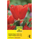 Einfache Tulpen Fostery King - Tulipa - 10 Zwiebeln