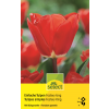 Einfache Tulpen Fostery King - Tulipa - 10 Zwiebeln