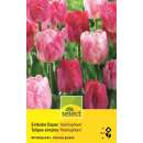 Einfache Tulpen Hemisphere - Tulipa - 8 Zwiebeln