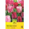 Einfache Tulpen Hemisphere - Tulipa - 8 Zwiebeln
