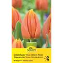 Einfache Tulpen Prinses Catharina - Tulipa - 10 Zwiebeln