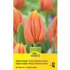 Einfache Tulpen Prinses Catharina - Tulipa - 10 Zwiebeln