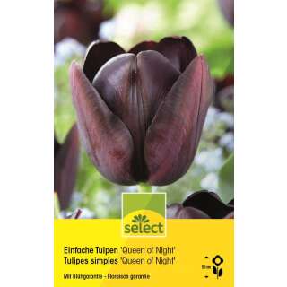 Einfache Tulpen Queen of Night - Tulipa - 10 Zwiebeln