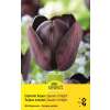 Einfache Tulpen Queen of Night - Tulipa - 10 Zwiebeln