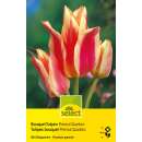 Bouquet Tulpen Premul Quebec - Tulipa - 10 Zwiebeln
