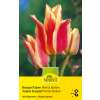 Bouquet Tulpen Premul Quebec - Tulipa - 10 Zwiebeln