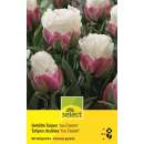 Gefüllte Tulpen Ice Cream - Tulipa - 3 Zwiebeln