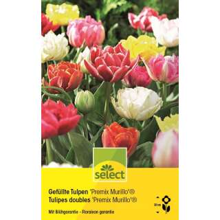 Gefüllte Tulpen Premix Murillo - Tulipa - 10 Zwiebeln