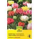 Gefüllte Tulpen Premix Murillo - Tulipa - 10 Zwiebeln