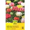 Gefüllte Tulpen Premix Murillo - Tulipa - 10 Zwiebeln