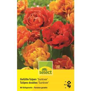 Gefüllte Tulpen Sunlover - Tulipa - 10 Zwiebeln