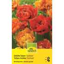 Gefüllte Tulpen Sunlover - Tulipa - 10 Zwiebeln