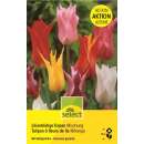 Lilienblütige Tulpenmischung - Tulipa - 20 Zwiebeln