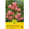 Crispa-Tulpen Fringed Family - Tulipa - 8 Zwiebeln