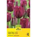 Crispa-Tulpen Gorilla - Tulipa - 8 Zwiebeln