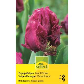 Papagei Tulpen Parrot Prince - Tulipa - 8 Zwiebeln