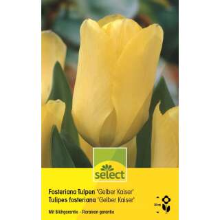 Fosteriana Tulpen Gelber Kaiser - Tulipa - 10 Zwiebeln