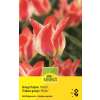 Greigii Tulpen Plaisir - Tulipa - 10 Zwiebeln