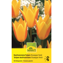 Kaufmanniana Tulpen Giuseppe Verde - Tulipa - 10 Zwiebeln