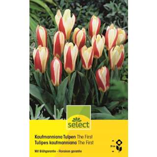 Kaufmanniana Tulpen The First - Tulipa - 10 Zwiebeln