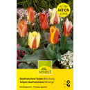 Kaufmanniana Tulpen Mischung - Tulipa - 25 Zwiebeln