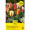 Kaufmanniana Tulpen Mischung - Tulipa - 25 Zwiebeln