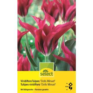 Viridiflora Tulpen Dolls Minuet - Tulipa - 10 Zwiebeln