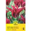 Viridiflora Tulpen Dolls Minuet - Tulipa - 10 Zwiebeln