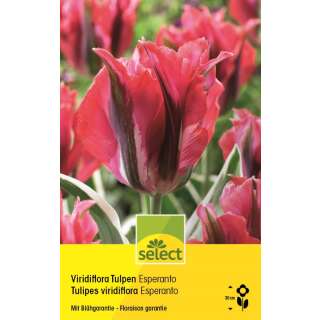 Viridiflora Tulpen Esperanto - Tulipa - 8 Zwiebeln