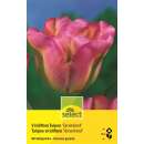 Viridiflora Tulpen Groenland - Tulipa - 10 Zwiebeln
