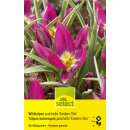 Wildtulpen Eastern Stars - Tulipa pulchella - 12 Zwiebeln