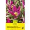 Wildtulpen Eastern Stars - Tulipa pulchella - 12 Zwiebeln