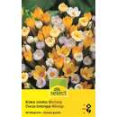 Krokus Mischung - Crocus chrysanthus - 20 Knollen