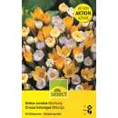 Krokus Mischung - Crocus chrysanthus - 40 Knollen