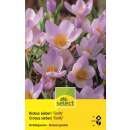 Krokus Firefly - Crocus sieberi - 15 Knollen