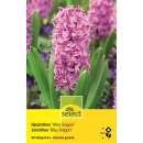 Hyazinthen Miss Saigon - Hyacinthus orientalis - 5 Zwiebeln