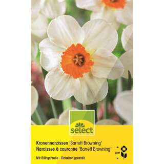 Kronen-Narzissen Barret Browning - Narcissus - 6 Zwiebeln