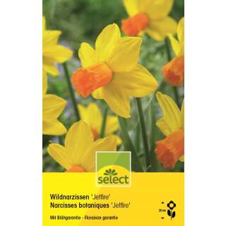 Alpenveilchen Narzissen Jetfire - Narcissus cyclamineus - 10 Zwiebeln