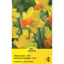 Alpenveilchen Narzissen Jetfire - Narcissus cyclamineus -...