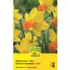 Alpenveilchen Narzissen Jetfire - Narcissus cyclamineus - 10 Zwiebeln