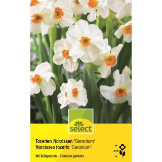 Tazetten Narzissen Geranium - Narcissus - 6 Zwiebeln