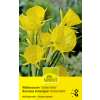 Wildnarzissen Golden Bells - Narcissus - 10 Zwiebeln